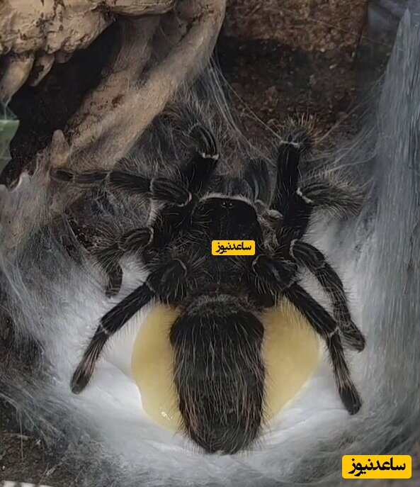 لحظه نادر تراوش کیسه تخم رتیل ماده حاوی بیش از 1700 بچه + فیلم