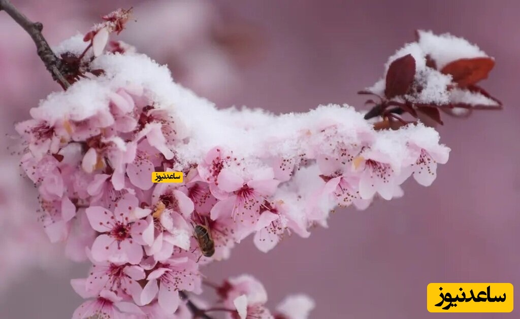 برف روی شکوفه