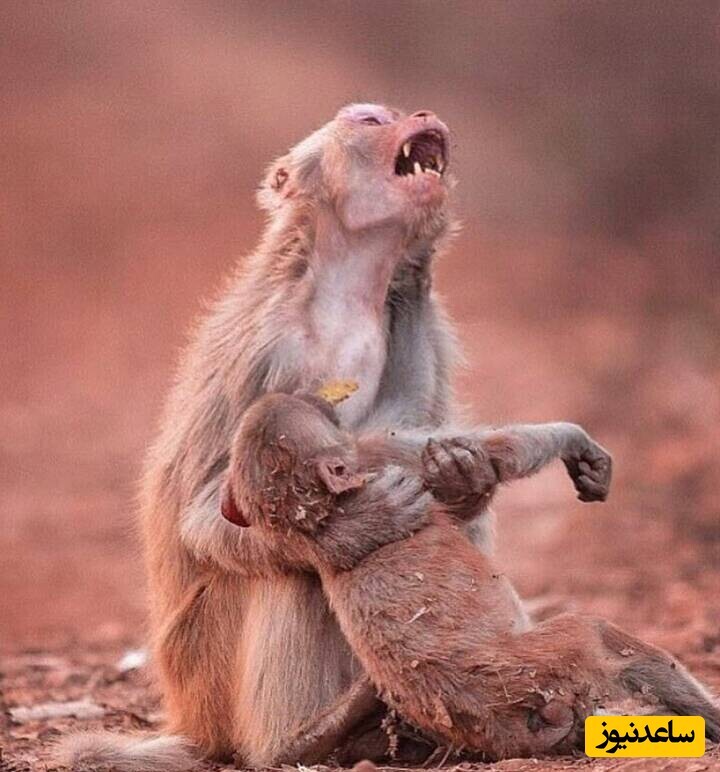 ویدیو؛ مستند حیات وحش | وقتی مامانت مجبورت می‌کنه تا کاری رو انجام بدی / بیچاره رو لت و پاره کرد