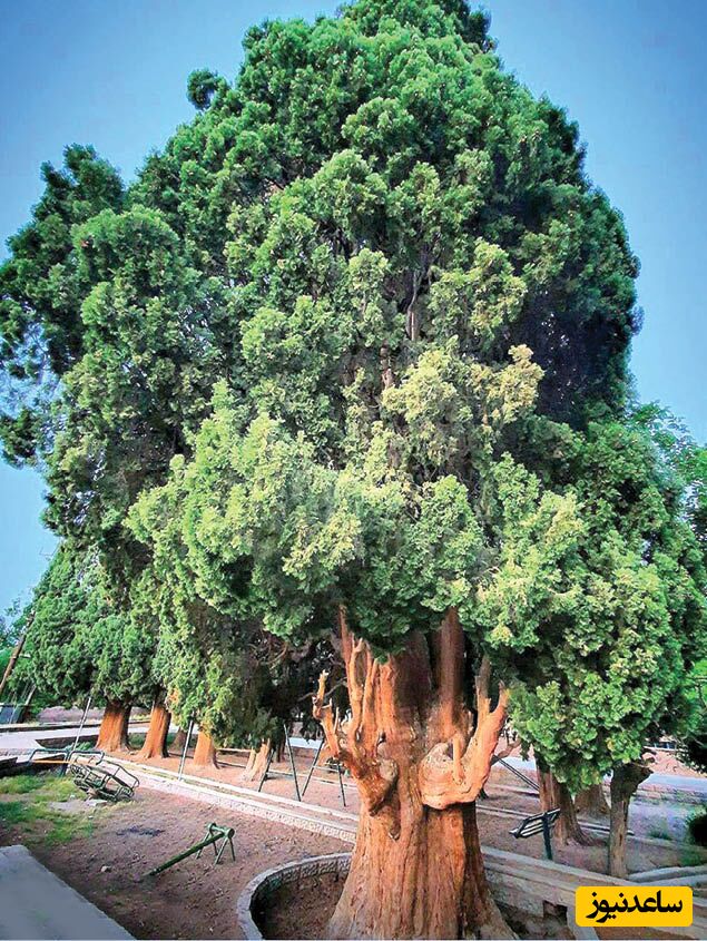 خلاقیت منحصربفرد و هوشمندانه شهرداری تهران برای حفظ یک درخت کهن/ مغزشونو باید طلا گرفت +عکس