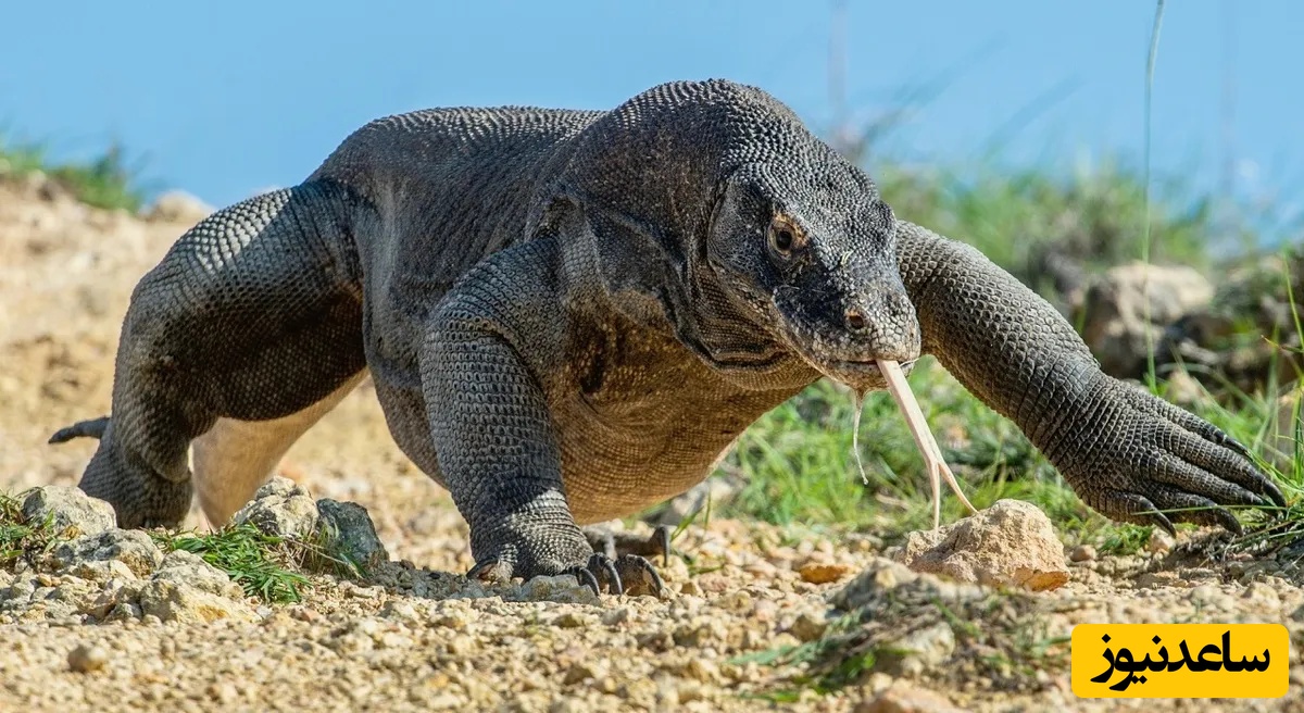 حیات وحش ؛ مستند حیات وحش حیوانات / اژدهای کومودو طعمه را 2 شقه کرد