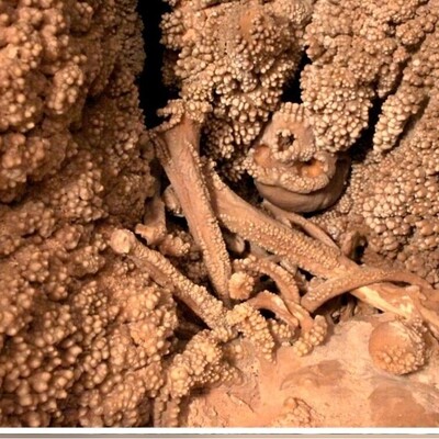 انسان منقرض‌شده‌ای که «150 هزار سال قبل» در یک غار به دام افتاد +عکس