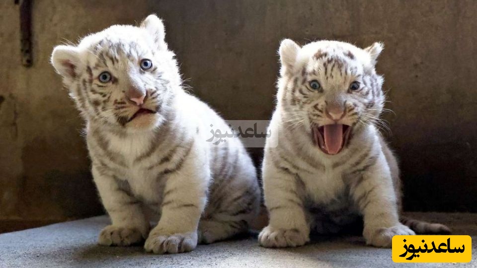 (ویدئو) مستند حیات وحش حیوانات/ ماجرای امروز راز بقا: ناله‌های غم‌انگیز بچه ببر سفید که مادرش رو از دست داده🥺