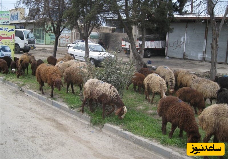 خلاقیت مشاغل؛ ایده تر و تمیز و بدون هزینه کشاورز باهوش برای چِراندن گوسفندانش در شهر +ویدیو/ ولی واقعا این چه جوری به ذهنش رسیده🤣