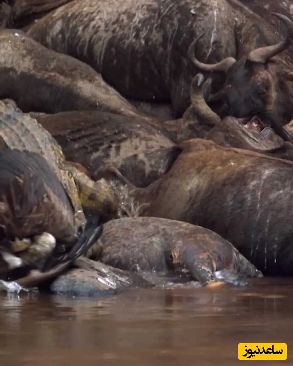 ویژه علاقه مندان به مستند حیات وحش حیوانات/ راز بقا، لحظه شوک‌آور؛ داستان باورنکردنی بلعیده شدن کرکس توسط تمساح+ ویدئو