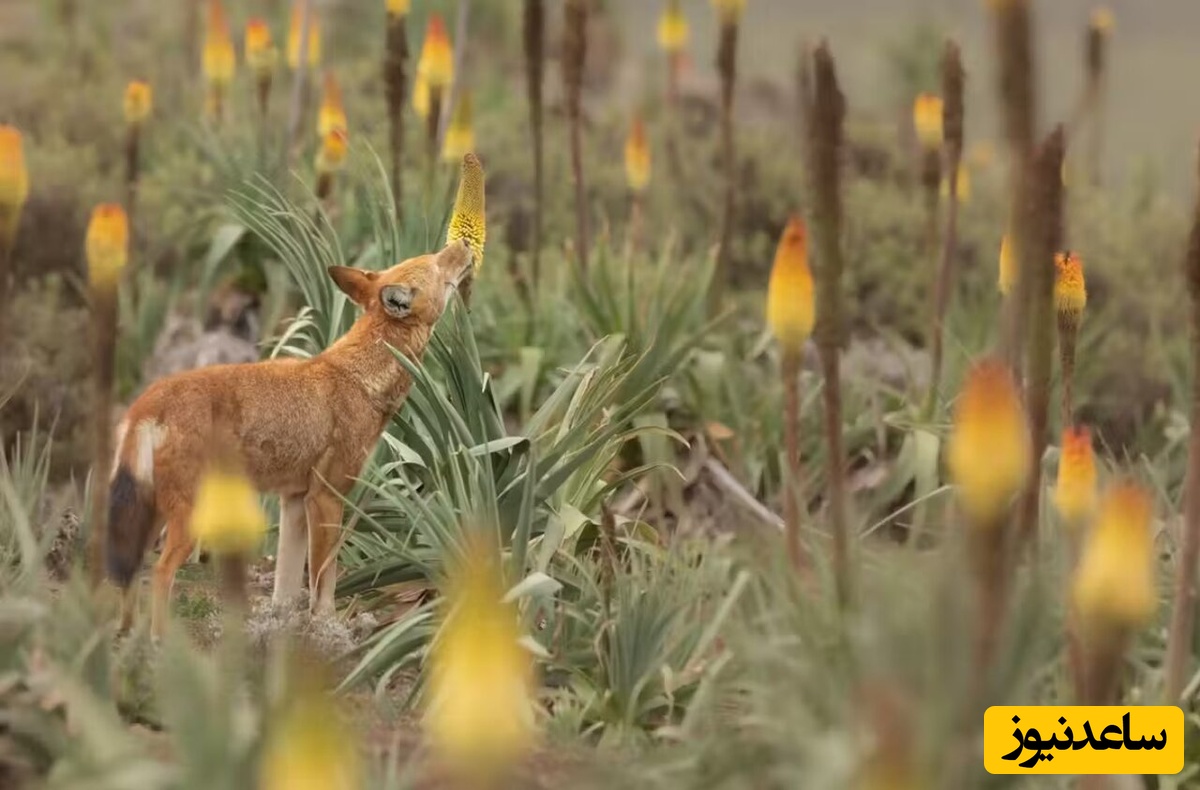 لحظه‌یِ نادر و جالب از گیاه‌خوار شدن گرگ‌ها! +ویدئو