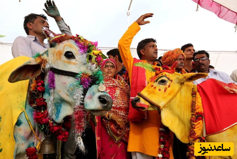تصاویری از مراسم عروسی گاو نر و ماده در هند
