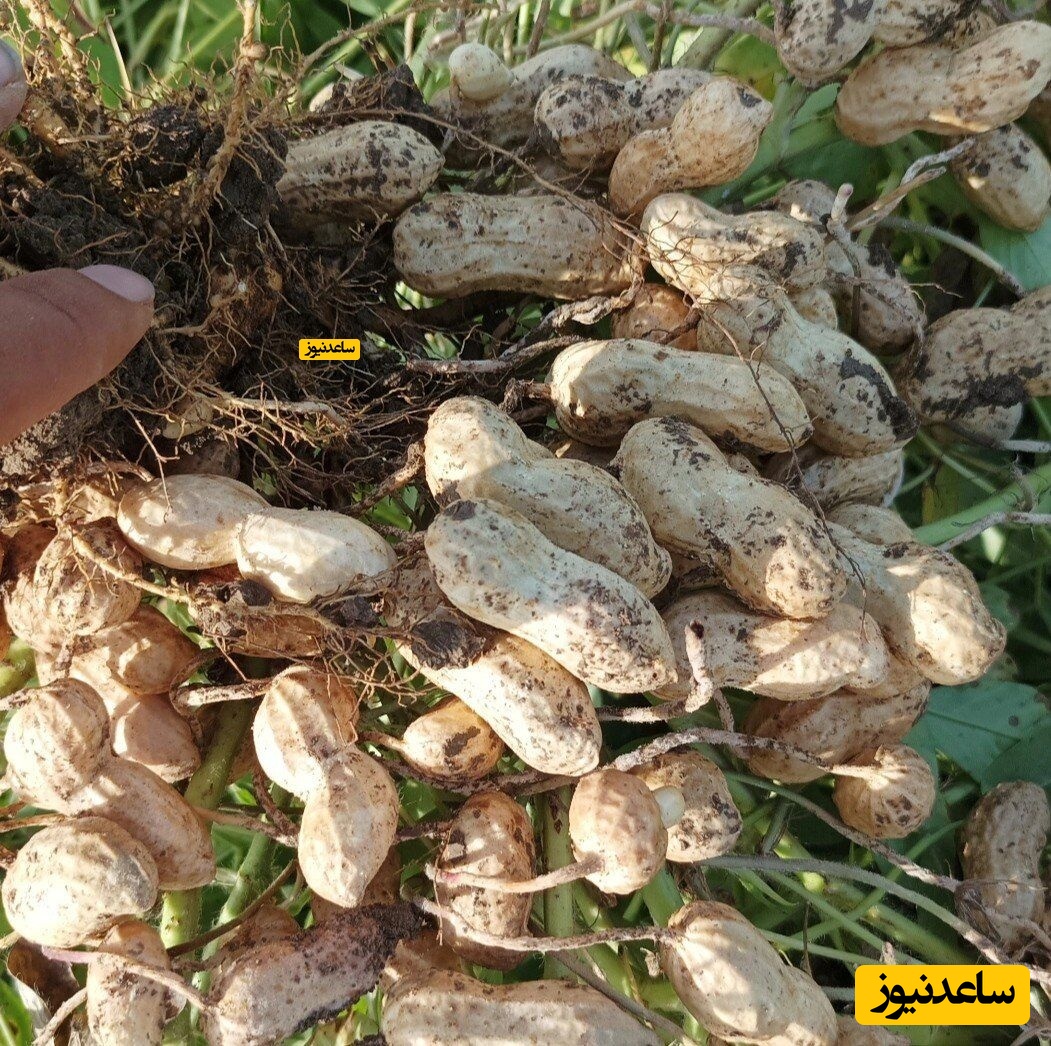 برداشت بادام زمینی