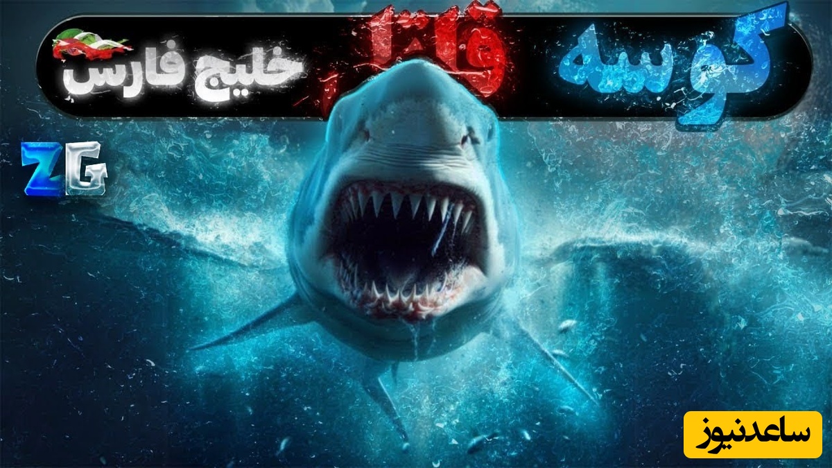 فیلم| با خطرناک‌ترین کوسه‌های خلیج فارس، شکارچی‌های ترسناک آشنا شوید