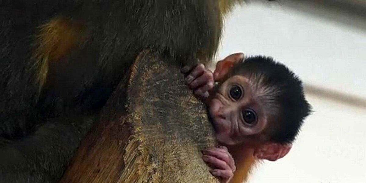 لحظه‌ احساسی از واکنش شامپانزه مادر به زنده‌شدن فرزندش + فیلم