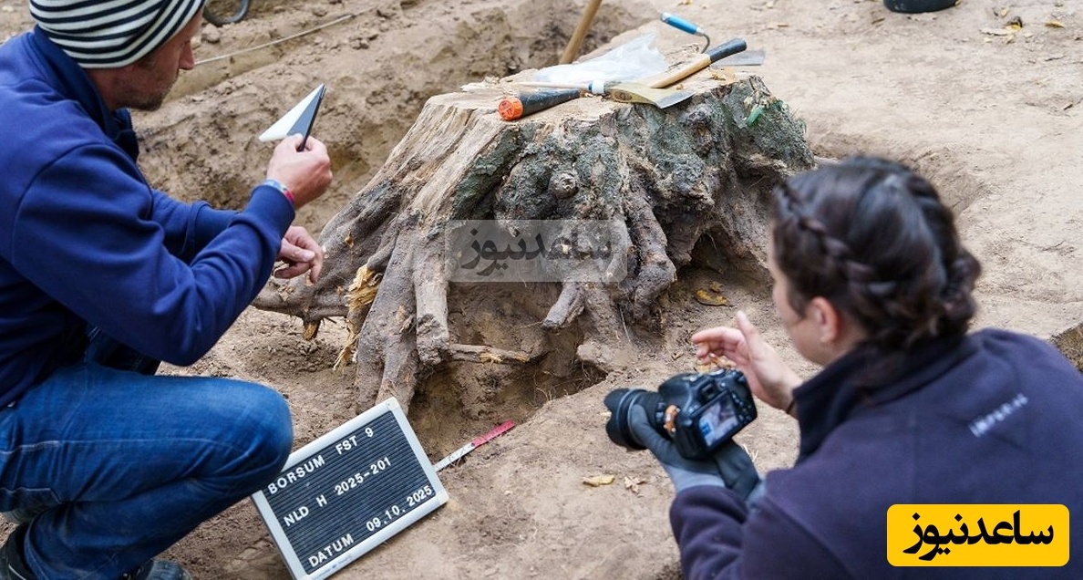 گنج سکّه‌های 2 هزارساله از زیر «کندۀ درخت» بیرون آمد