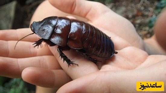 سوسک نقب زن غول پیکر (Giant Burrowing Cockroach)