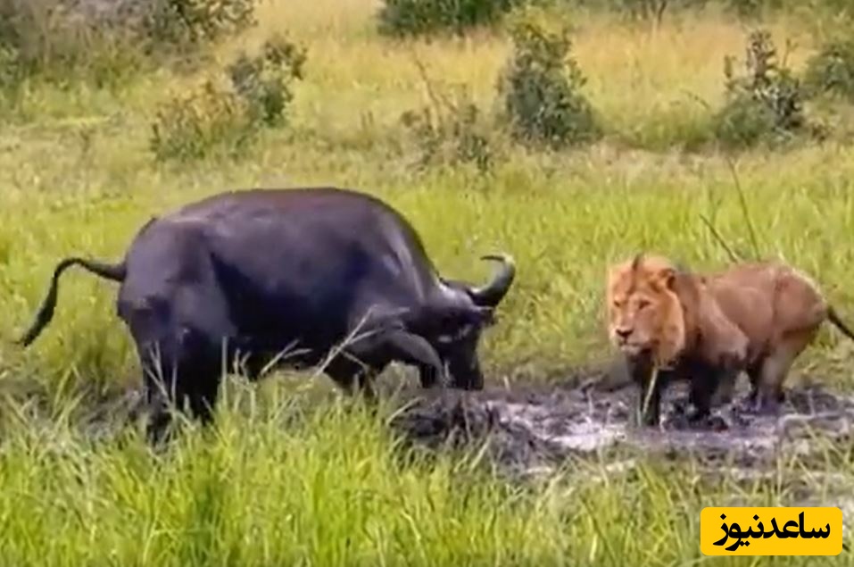 (ویدئو) حیات وحش ؛ مستند حیات وحش حیوانات/  سه شیر نر، حمام گِل بوفالو را خراب کردند!