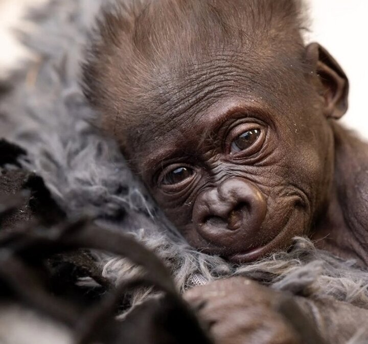 تولد شگفت انگیز نوزاد گوریل با سزارین در باغ وحش +ویدئو