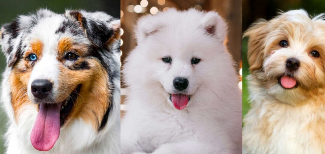 (تصاویر) 10 نژاد سگ پشمالو که برای نوازش کردن عالی هستند! از باربت تا پودل عروسکی