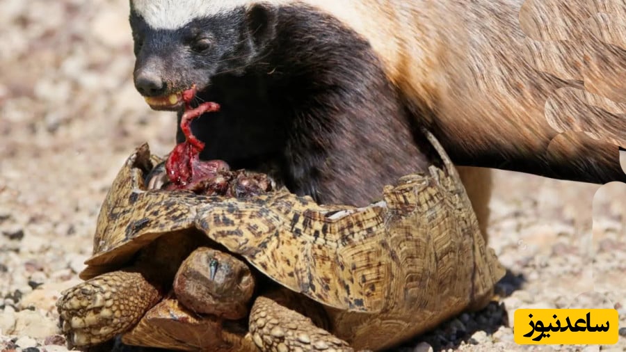 مستند حیات وحش؛ بلایی که گورکن بر سر لاک‌پشت بدشانس که از دست روباه جان سالم به در برده بود، آورد+ویدیو