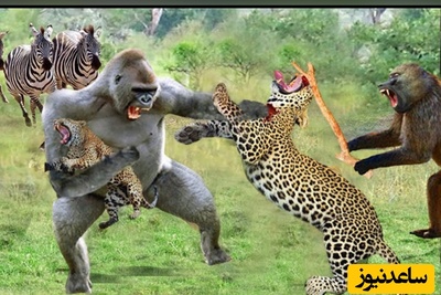 (ویدئو) مستند حیات‌وحش حیوانات؛ ماجرای امروز راز بقا: نبرد مرگبار و جذاب میمون و پلنگ