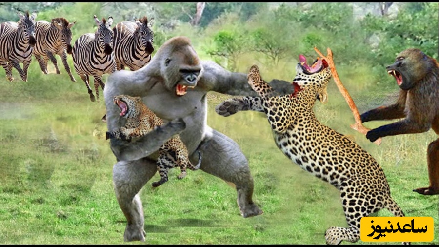(ویدئو) مستند حیات‌وحش حیوانات؛ ماجرای امروز راز بقا: نبرد مرگبار و جذاب میمون و پلنگ