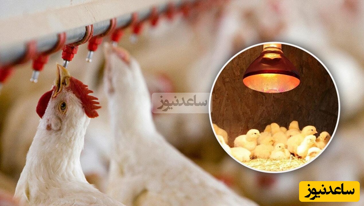 تحولی نوین در پرورش طیور: نخستین مکمل آشامیدنی تقویت‌کننده سیستم ایمنی مخاطی در ایران و خاورمیانه