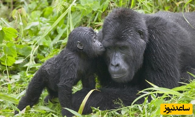 دیدن گوریل در خواب چه تعبیری دارد؟ / تعبیر خواب گوریل