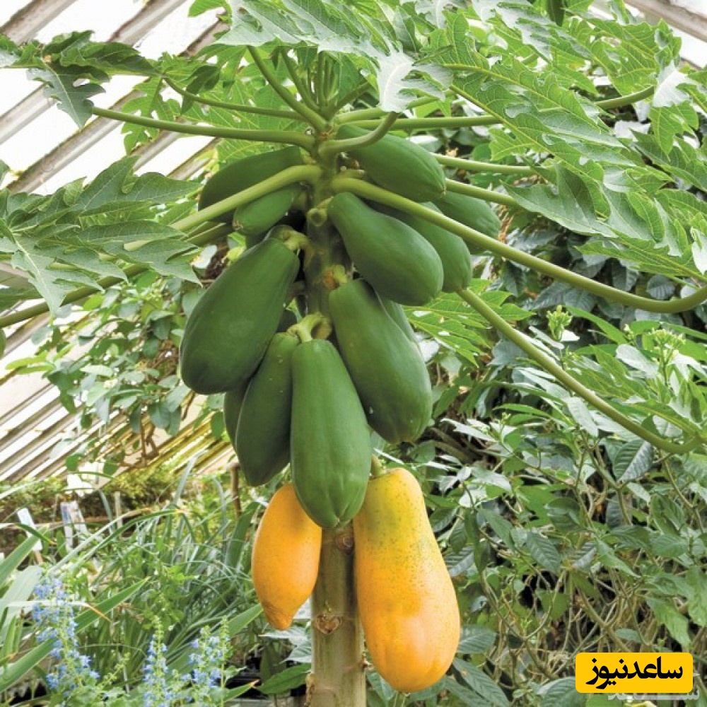 موثرترین روش پرورش و نگهداری از درخت پاپایا