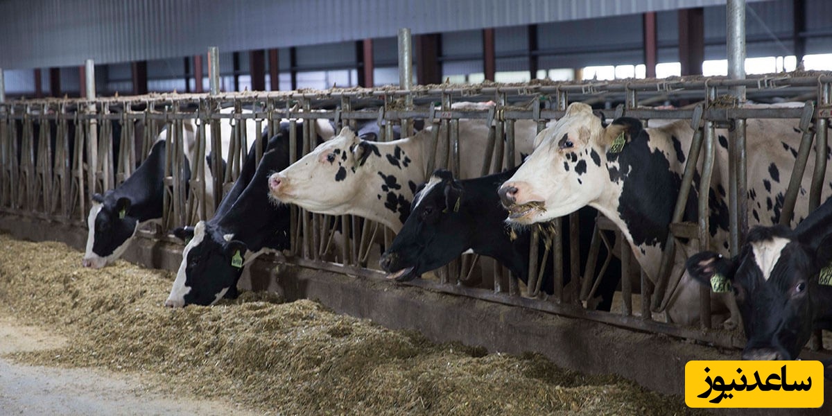 دیدن طویله در خواب چه تعبیری دارد؟ /  تعبیر خواب طویله