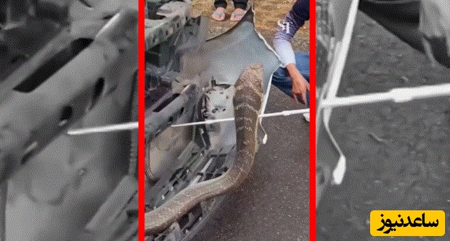 بیرون کشیدن مار کبرای 3 متری از یک وانت+ویدئو جذاب