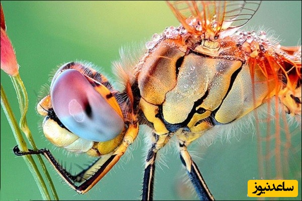 آشنایی با رشته حشره شناسی کشاورزی و بازار کار آن