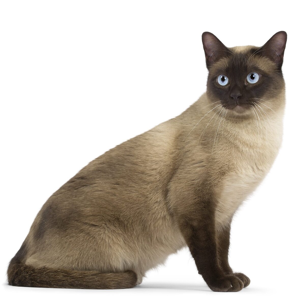 آشنایی با خصوصیات و ویژگی های گربه نژاد تونکینس