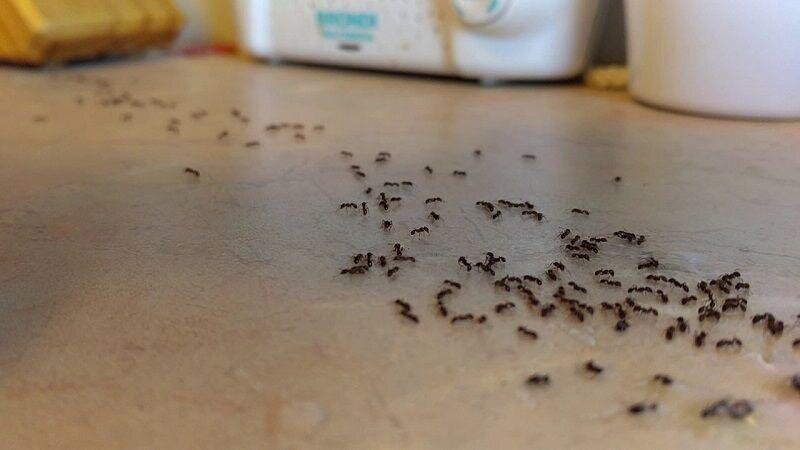 پوستر مورچه در خانه