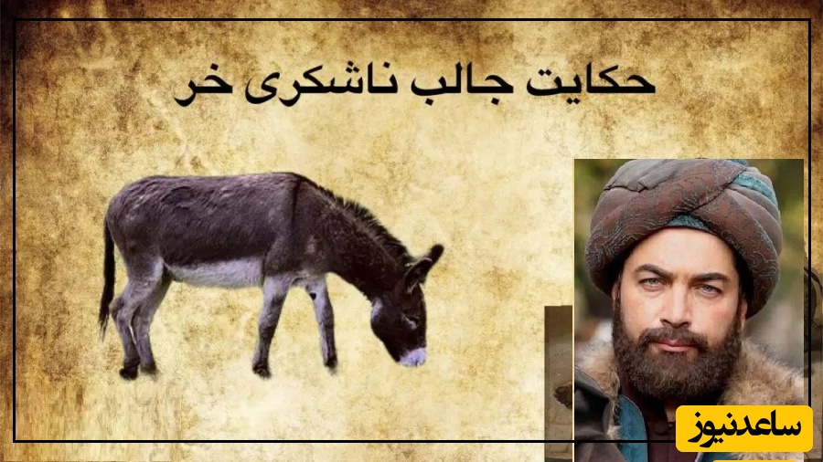 حکایت کوتاه ولی بسیار زیبای مولانا/ شنیدنی‌ترین داستان مثنوی و معنوی مولوی؛ ناشکری خر
