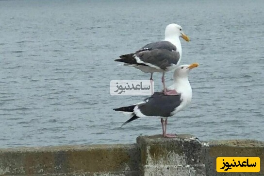 بامزه ترین و بانمک ترین تصاویر که حال دلتان را خوب میکنه و روزتان را می‌سازه!/ از ماهی مسافرکش گرفته تا رد پای کفشدوزک +تصاویر