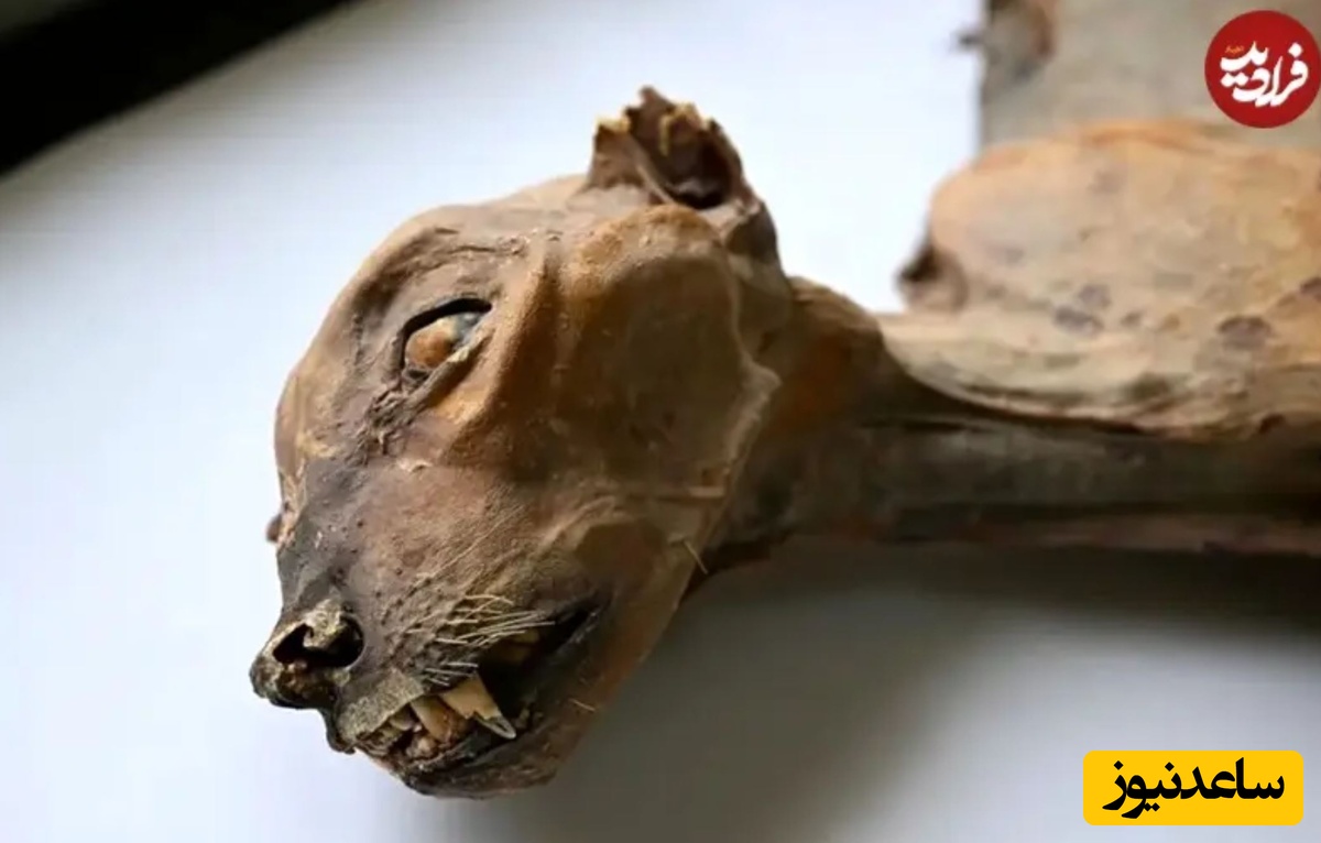 بقایای یوزپلنگ‌ها در پنج غار عمدتاً سالم بود و بافت نرم و اسکلت‌ها به‌خوبی حفظ شده بودند