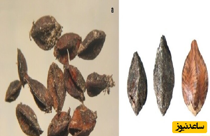 نمونه‌هایی از دانه‌های کشف شده در کشتی