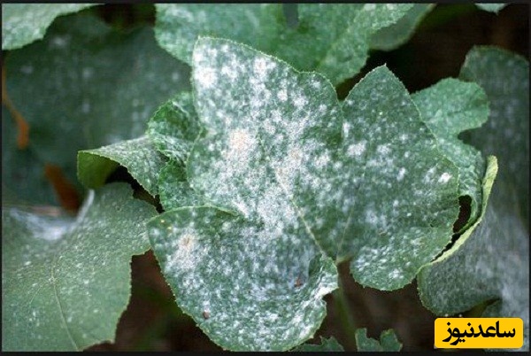 منابع دروس آزمون رشته بیماری شناسی گیاهی و ضرایب آن در مقطع دکتری