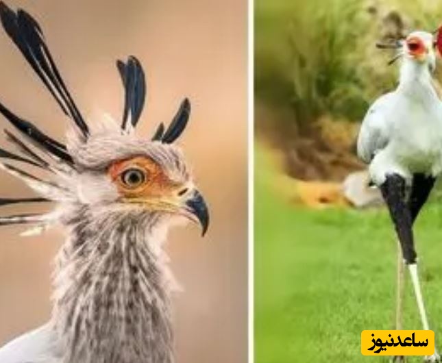 ببینید| مرغ منشی؛ پرنده زیبایی که قاتل مارهاست!