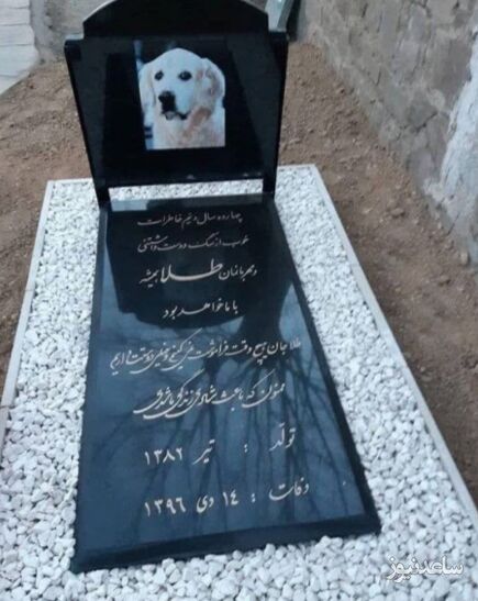 سنگ قبر یک سگ در گرگان خبرساز شد+فیلم