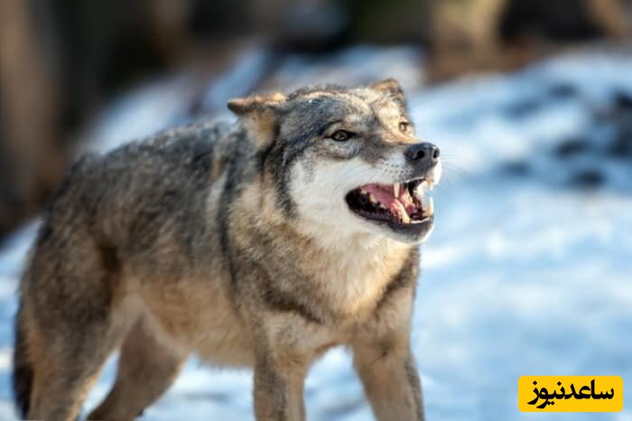 مراجعه باحالِ گرگ های قرمز به دندان پزشکی/ هر سال آزمایش خون هم میگیرن ازشون!+ویدیو