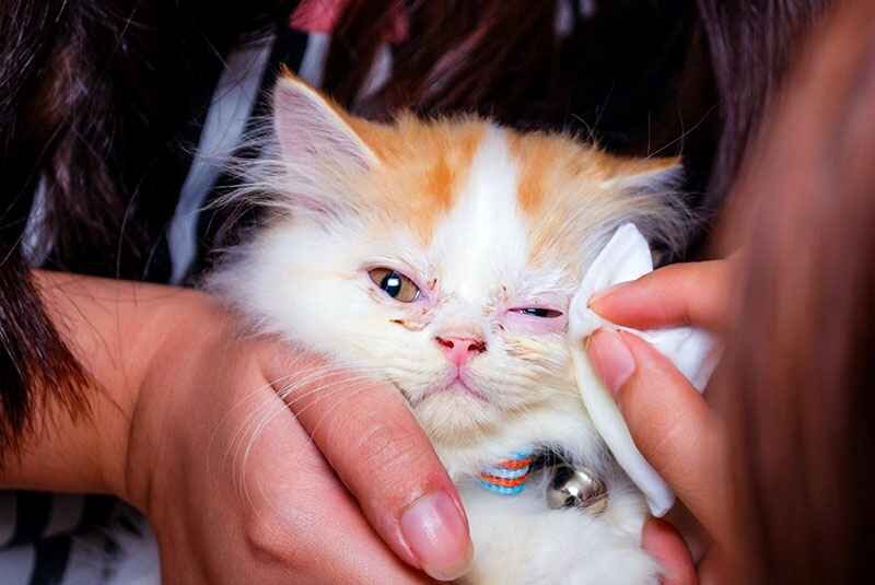 نحوه تمیز کردن چشم های حیوان خانگی