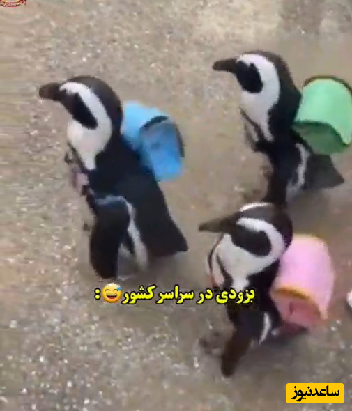 (ویدئو) مدرسه رفتن خنده دار پنگوئن های اول دبستانی با کوله پشتی های رنگارنگ/ اول مهر از رگ گردن نزدیک تر است😂