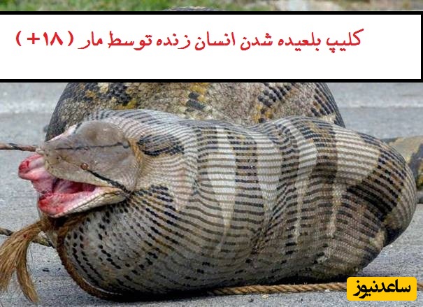 مستند حیات وحش/راز بقا، این داستان: لحظه نفس گیر بلعیده شدن یک مرد آمریکایی توسط مار آناکوندا/ اگه بیماری قلبی داری این ویدئو رو نبین