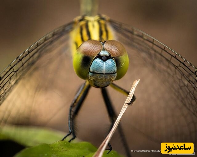 عکس حیات وحش