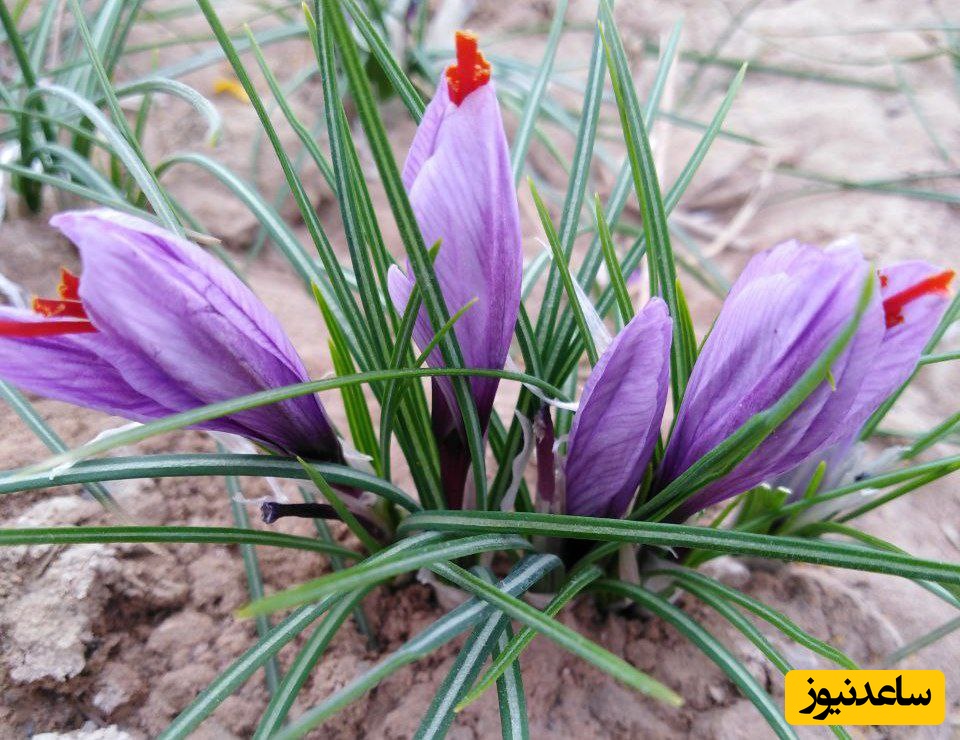 برداشت زعفران در خسروشاه؛ تداوم توسعه کشت‌های کم‌آب‌بر در تبریز