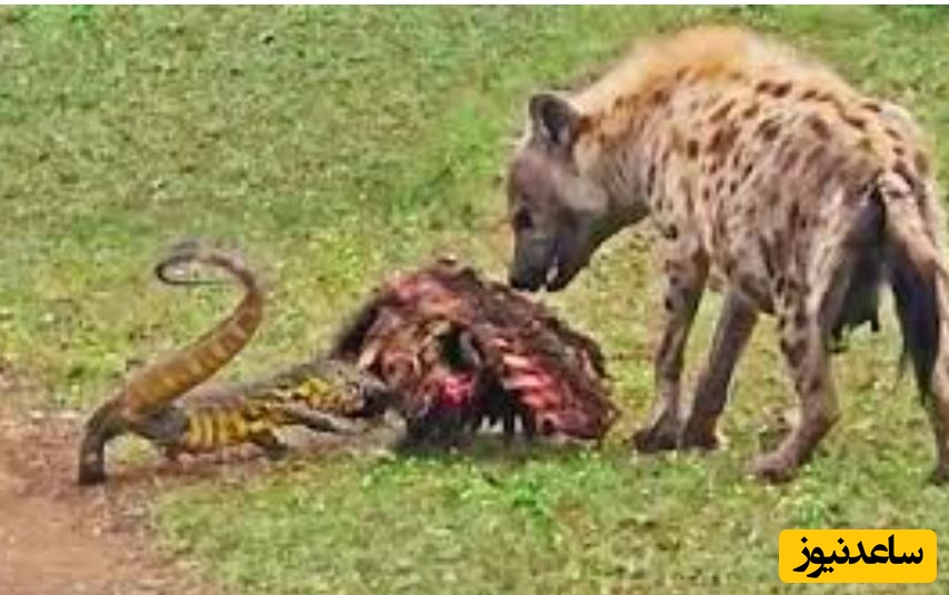(ویدئو) حیات وحش ؛ مستند حیات وحش حیوانات/ درگیری بامزه بین بزمجه و کفتار برسر لاشه گورخر