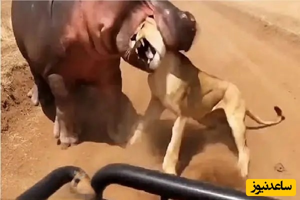 ویدئوی حیات وحش روز؛ این ماجرای راز بقا: اگه سلطان جنگل هم باشی نباید با اسب آبی دربیوفتی