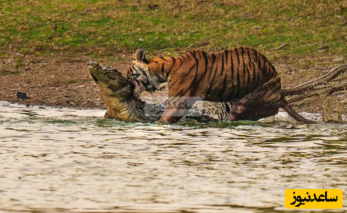 (ویدئو) مستند حیات وحش حیوانات/راز بقا: این داستان: مبارزه وحشیانه ببر و کروکودیل