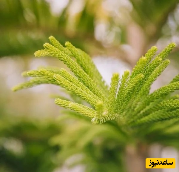 تکثیر کاج مطبق :