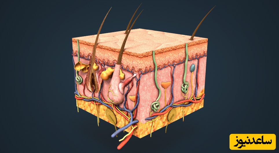 لایه های پوستی