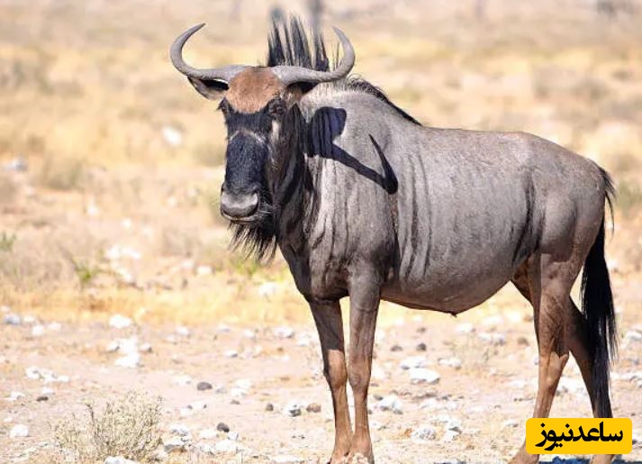 (ویدئو) حیات وحش ؛ مستند حیات وحش حیوانات/  نبرد حماسی گوزن یالدار یک‌چشم در آب