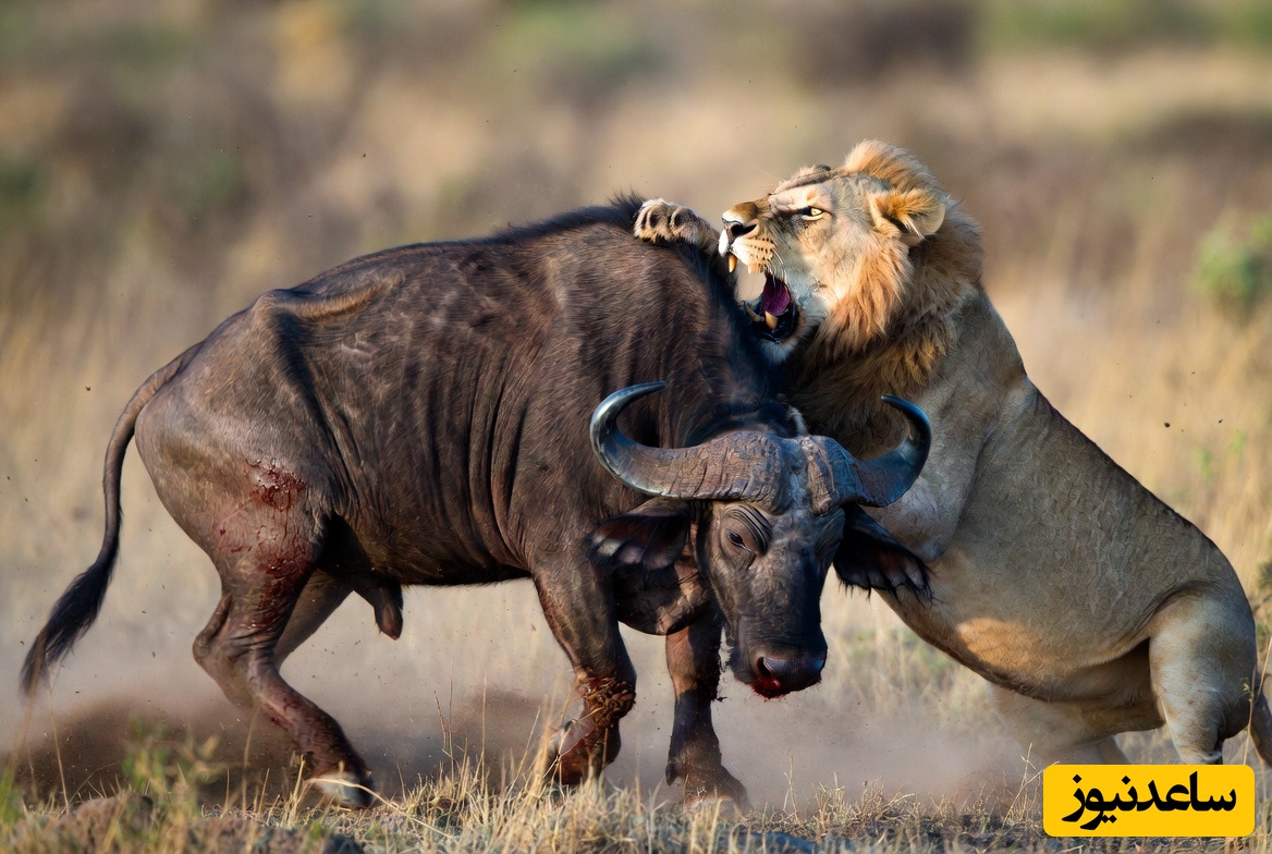 قانون جنگل؛ مستند حیات وحش/صحنه‌ای نفس‌گیر از نبرد شیر و گاو در بیشه زار +فیلم